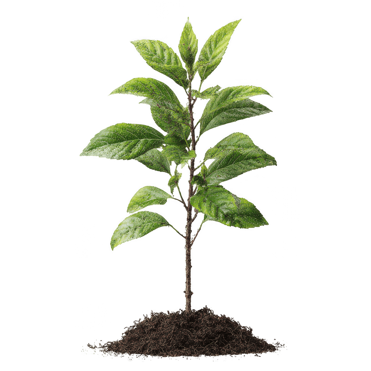 Apsipirk už 100€ – pasodinsime medelį 🌱